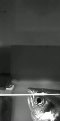 Slow Motion Close Up