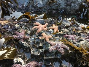 Young adult ochre sea stars