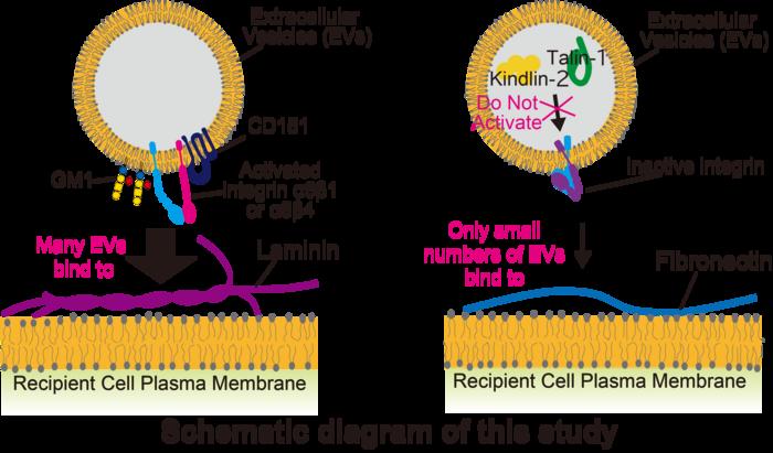 Mechanisms of metastasis: Extracellular vesicles bind to the recipient cell membrane