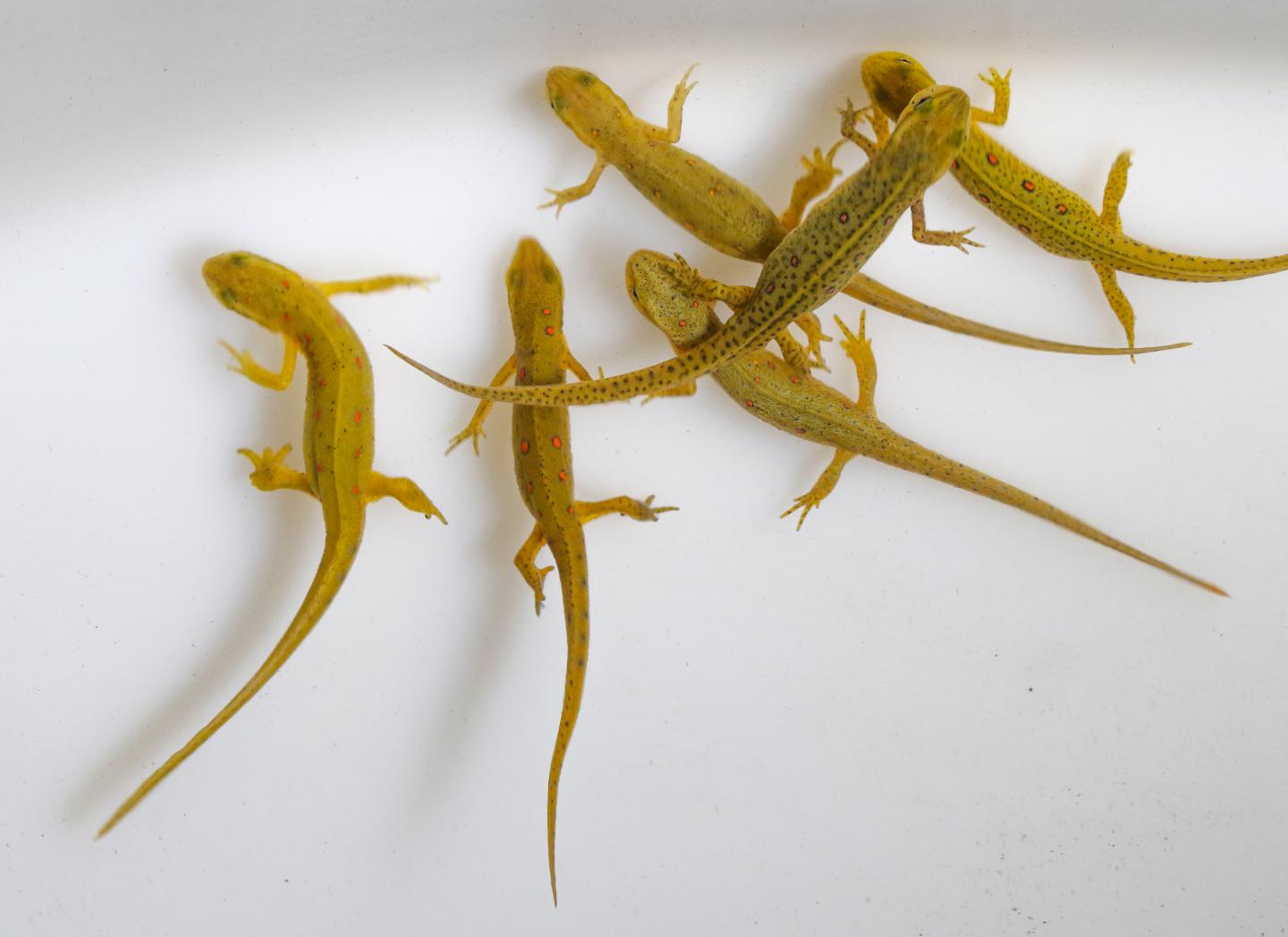 Eastern Newts in Close Proximity in Captivity