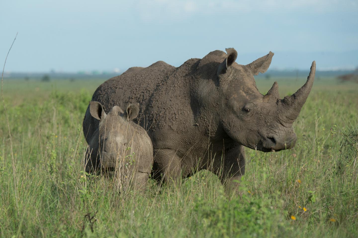 White Rhino