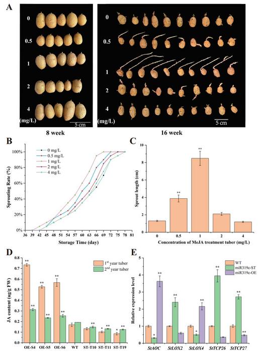 miR319c mediates the JA pathway to promote tuber sprouting.