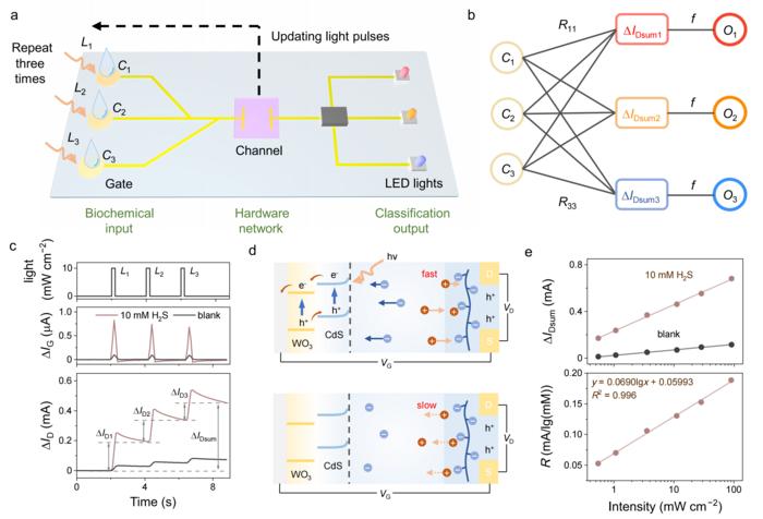 Electrochemical in-biosensing computing based on a single transistor