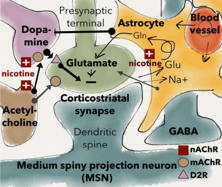 Nicotine Alters Neurotransmission