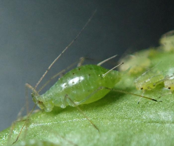 Pea aphid