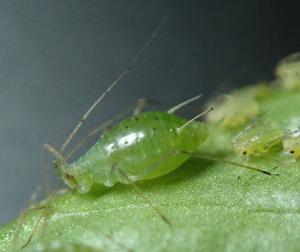 Pea aphid