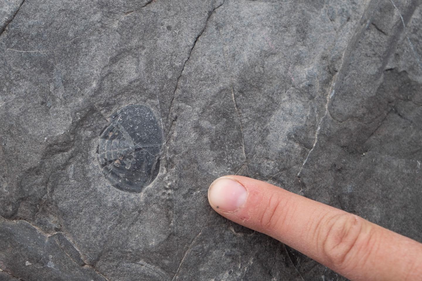 Trilobite Fossil