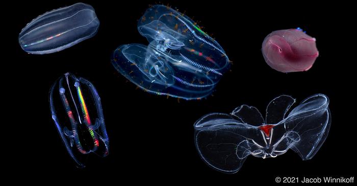 collage of comb jellies