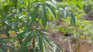 Cassava Witches' Broom Disease