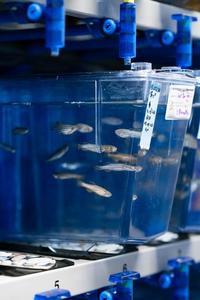 Zebrafish in ISTA’s Aquatics Facility