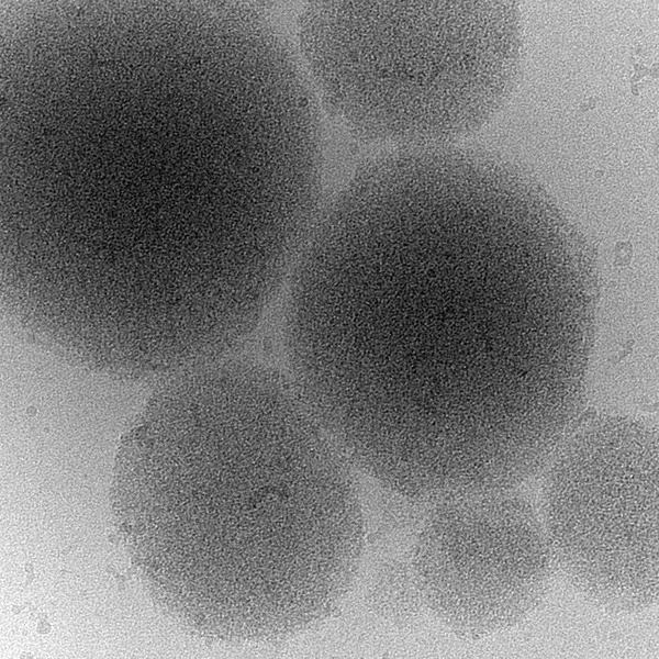 Biomolecular Condensate of a Prion Protein