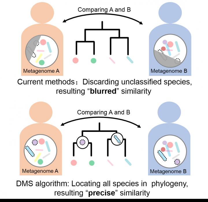 Dynamic Meta-Storms Can Comprehensively and Precisely Calculate the Species-Level Similarity between
