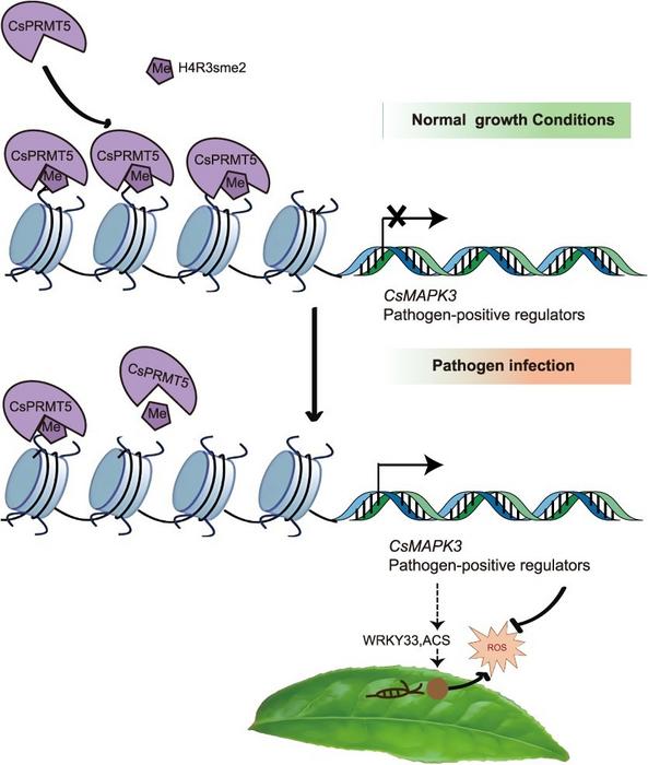 A model of CsPRMT5 regulation of CsMAPK3 expression represses resistance to gray blight in tea plant.