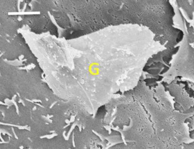Graphene Enters a Cell