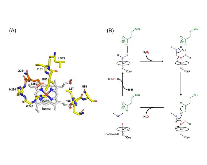 Molecular model and active sites of the engineered CYP107J1 variant