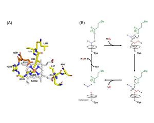 Molecular model and active sites of the engineered CYP107J1 variant