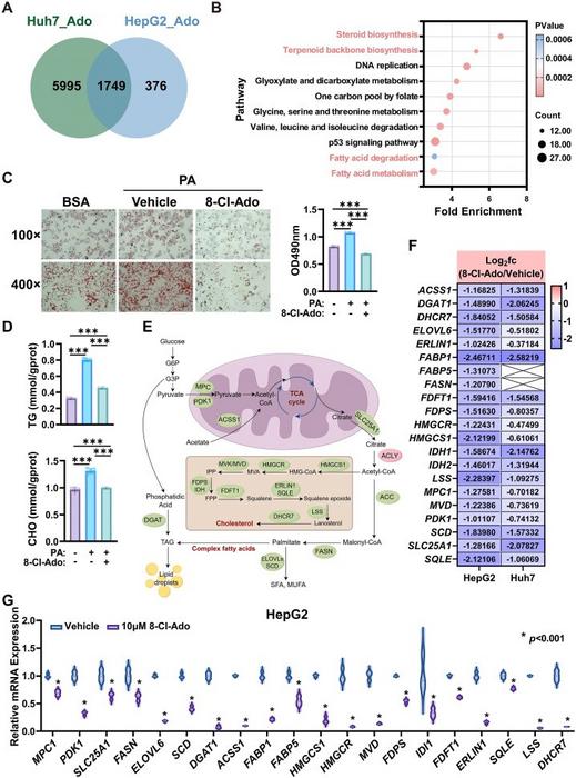 8-Cl-Ado suppresses lipid metabolism in liver cancer by regulating gene expression