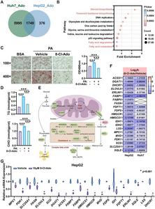 8-Cl-Ado suppresses lipid metabolism in liver cancer by regulating gene expression