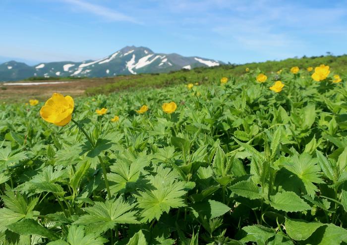Alpine plants in the Taisetsu mountains