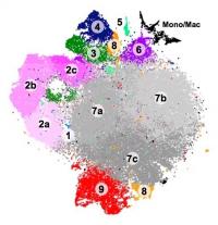 Drop-seq RNA Profiling