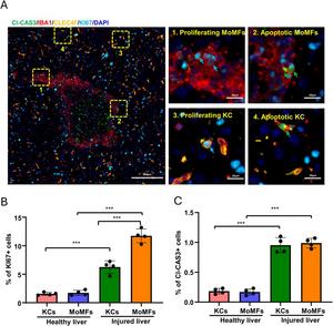 Evaluation of apoptosis and proliferation of macrophages in vivo.