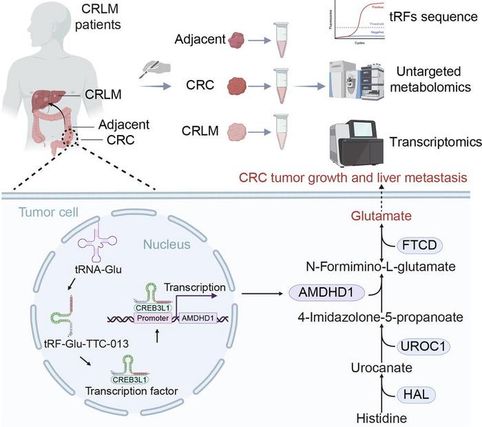 tRF-Glu-TTC-013 Promotes Colorectal Cancer Liver Metastasis Through A CREB3L1-AMDHD1 Metabolic Axis