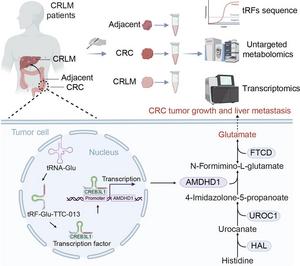 tRF-Glu-TTC-013 Promotes Colorectal Cancer Liver Metastasis Through A CREB3L1-AMDHD1 Metabolic Axis