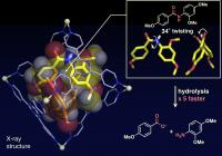 Twisted Amides
