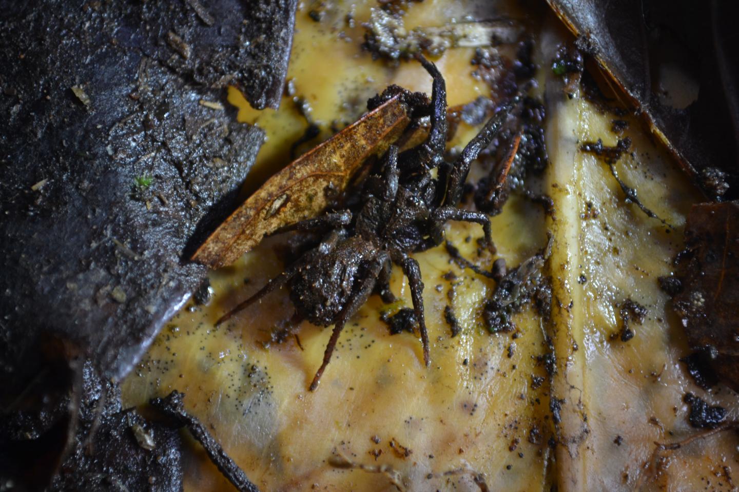 Bald-Legged Spider Species <em>Paratropis elicioi</em> (2 of 2)