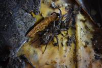 Bald-Legged Spider Species <em>Paratropis elicioi</em> (2 of 2)
