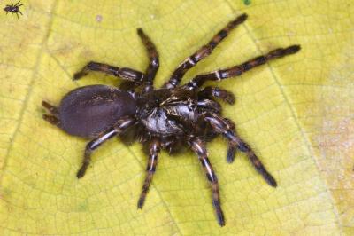Female <i>Fufius lucasae</i>