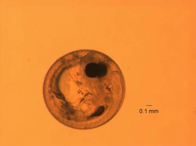 Rapid Mutations Allowed Fish to Resist Pollution (4 of 8)