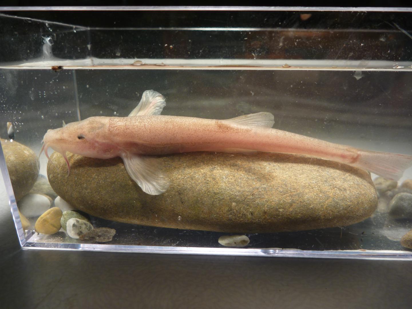 Male Cave Loach