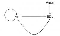 Effect of Auxin