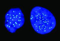 Haploid and Diploid Cells