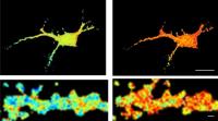 Measure of the Activity of the CaMKII Enzyme