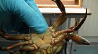 Common Shore Crab