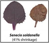 Some Leaves Shrink More Than Others