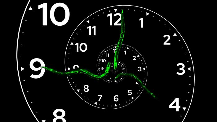 Graphic representation of developmental clock