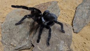 Satyrex ferox