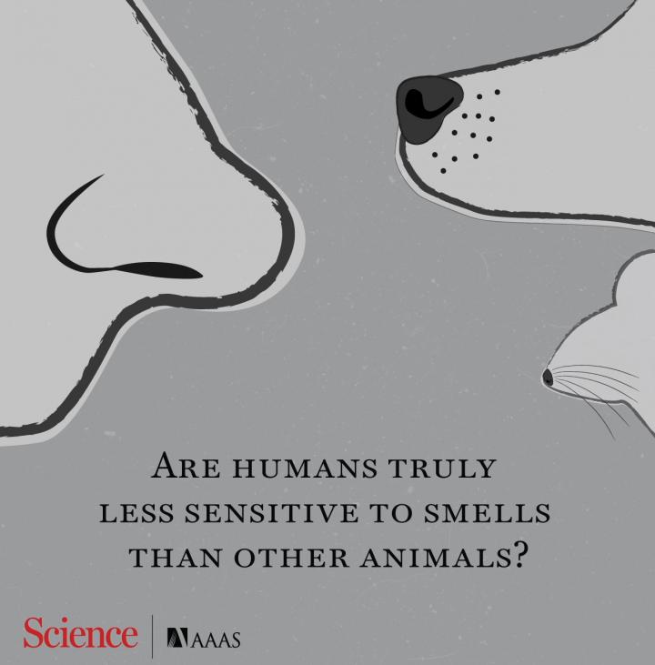 This Myth Smells Fishy