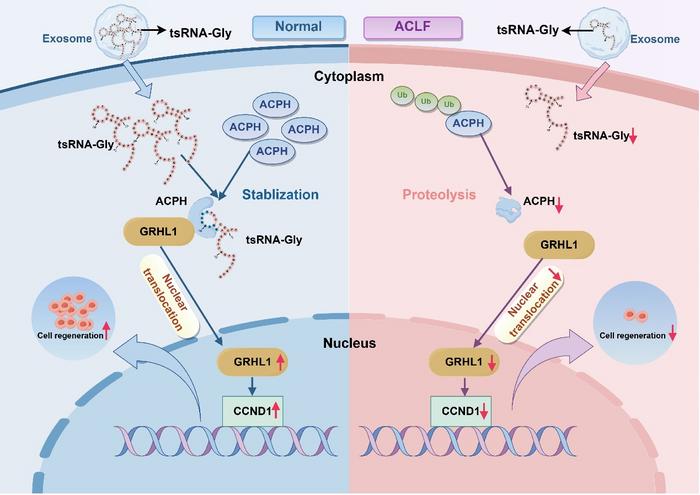 Schematic of tsRNA-Gly promotes the regeneration of hepatocytes through the ACPH/GRHL1/CCND1 axis