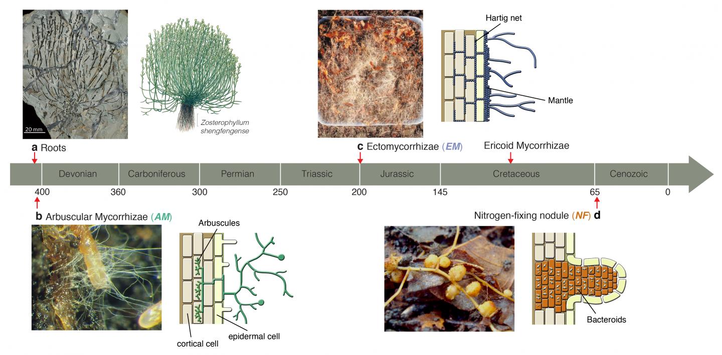 Microbe Evolution