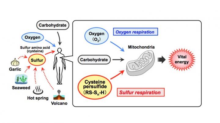 Sulfur Respiration in Mammals