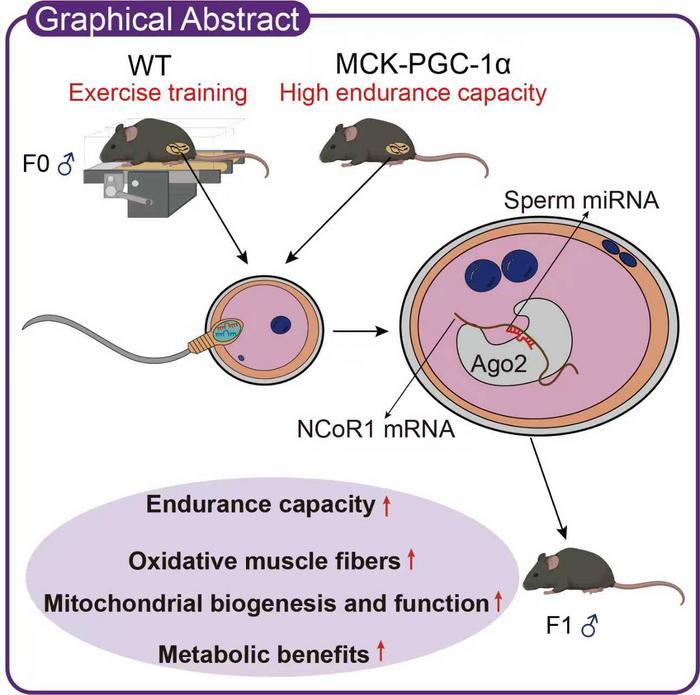 Sperm microRNAs: Key Regulators of the Paternal Transmission of Exercise Capacity