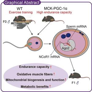 Sperm microRNAs: Key Regulators of the Paternal Transmission of Exercise Capacity