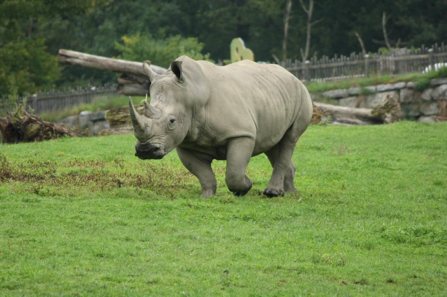 Rhino Bull