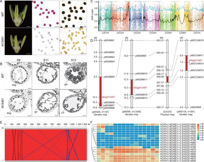 Fig. 1. Phenotypic characterization and fine mapping of the msgN13401 locus with candidate gene in barley.