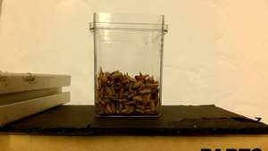 Fluid-like behavior of black soldier larvae