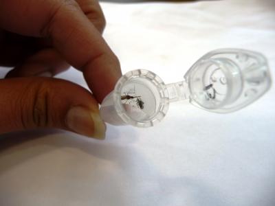 Eggs Laid Using the New Technique